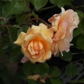 Buff Beauty Shrub Rose (Rosa Buff Beauty) 2